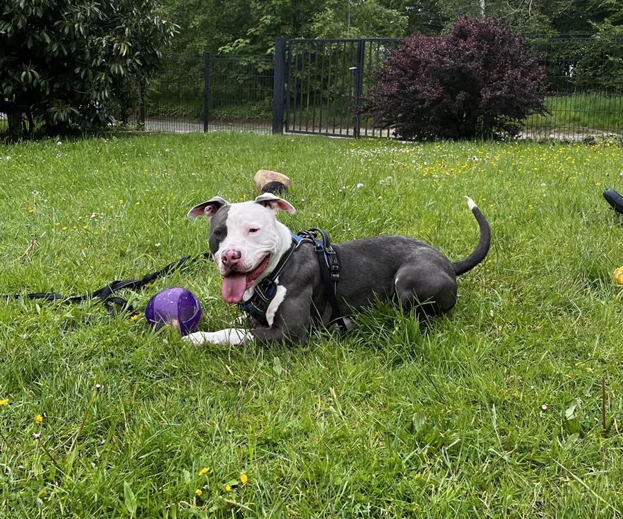 Photo de Blue