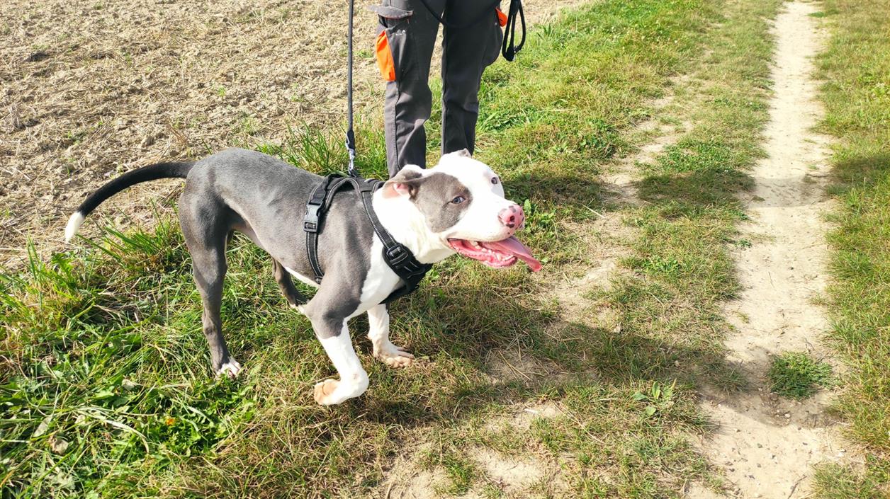 Photo de Blue