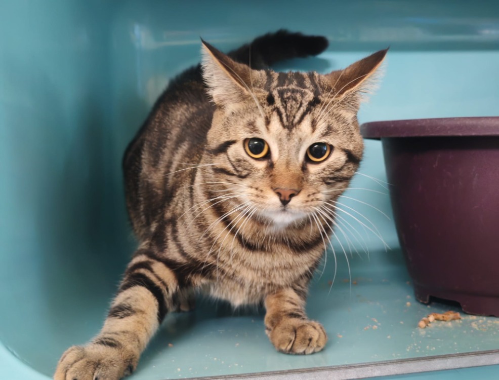 Animal à l'adoption