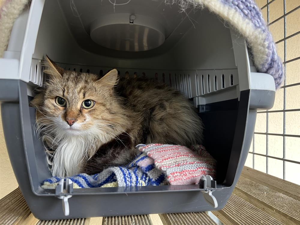 Photo de Bob