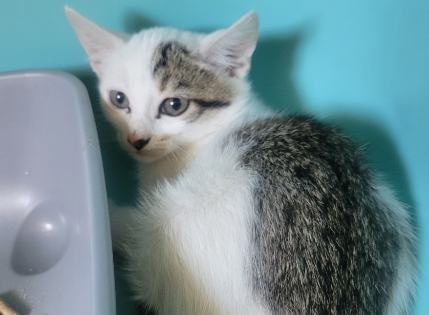 Animal à l'adoption