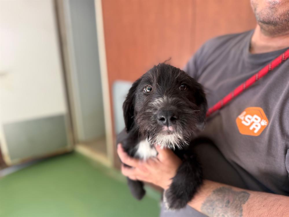 Animal à l'adoption