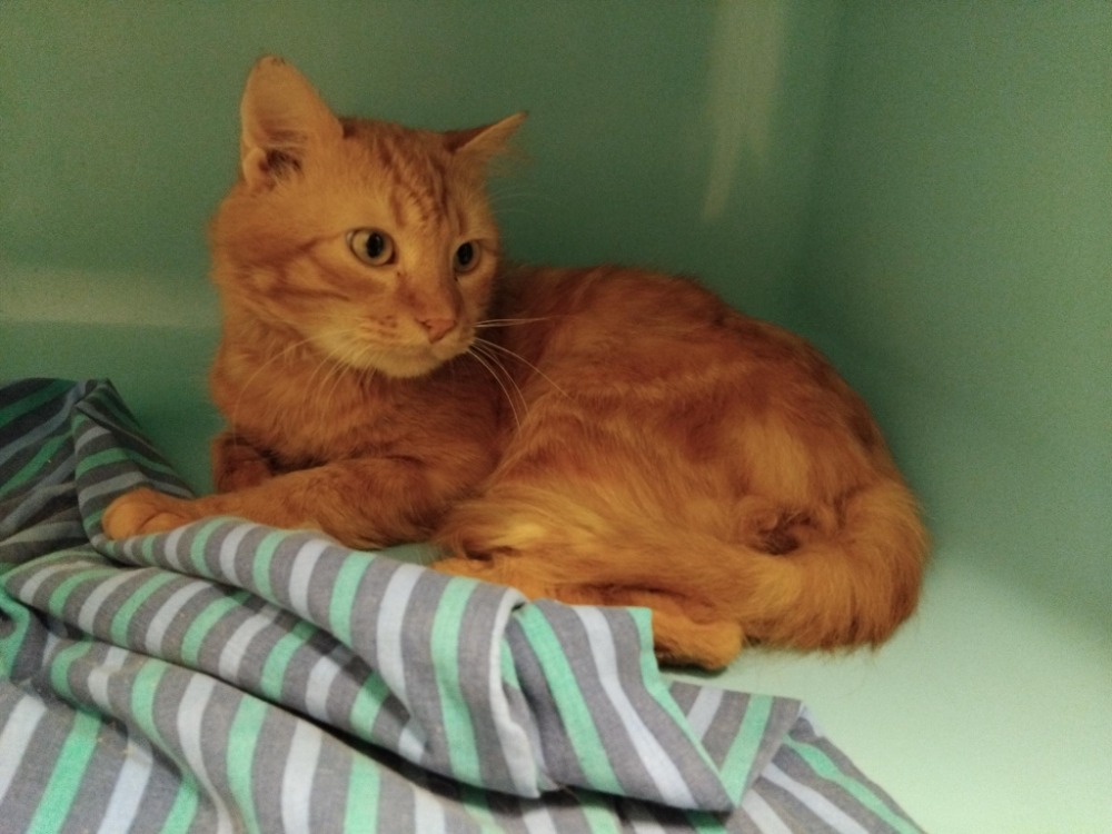 Photo de Bolero pab28801