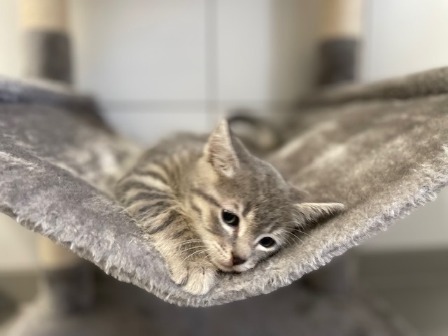 Animal à l'adoption