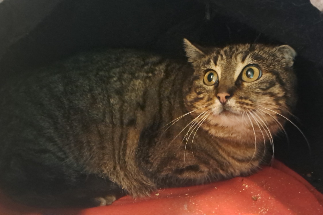 Animal à l'adoption