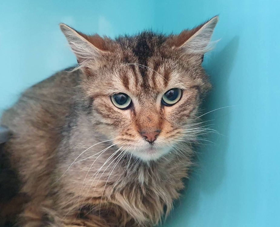 Animal à l'adoption
