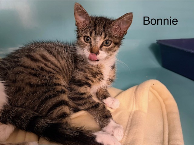Bonnie