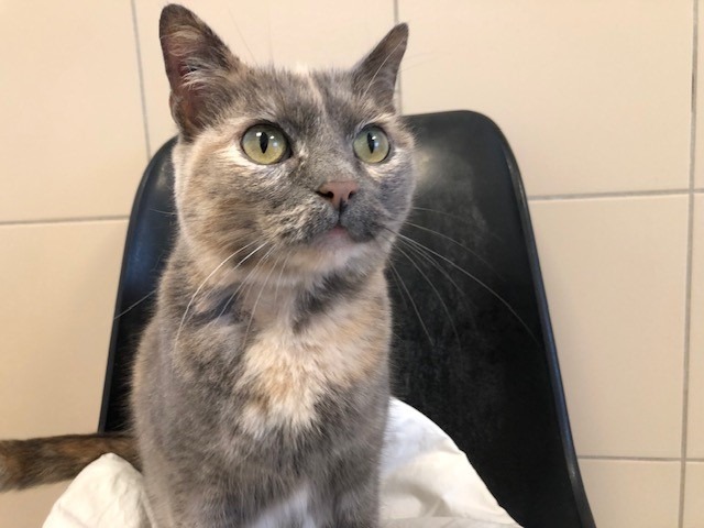 Animal à l'adoption