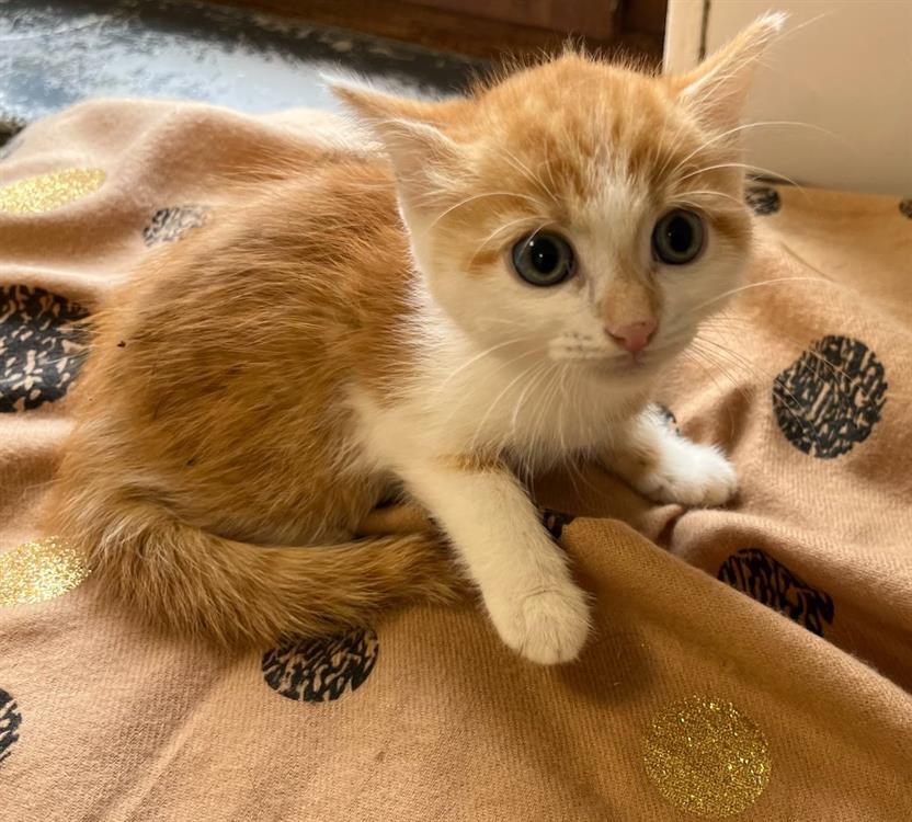 Animal à l'adoption