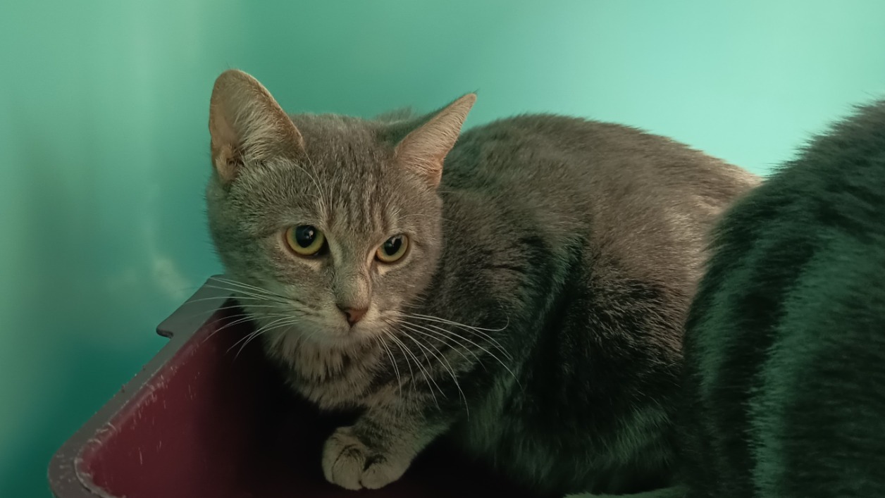 Animal à l'adoption