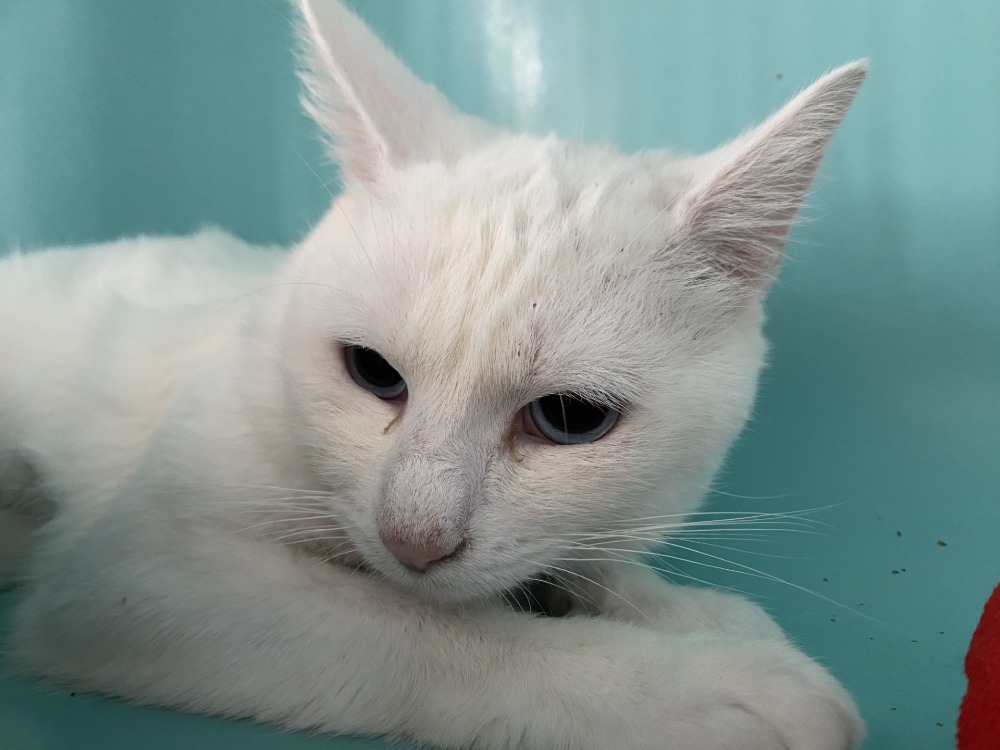 Animal à l'adoption