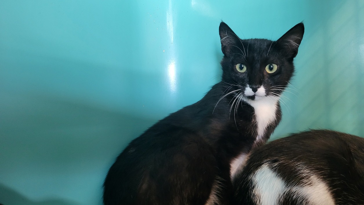 Animal à l'adoption