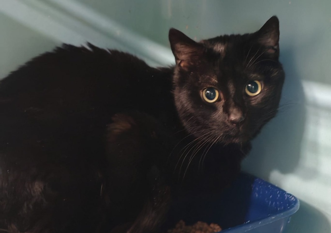 Animal à l'adoption