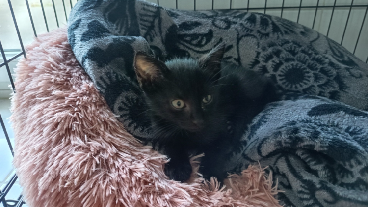 Animal à l'adoption