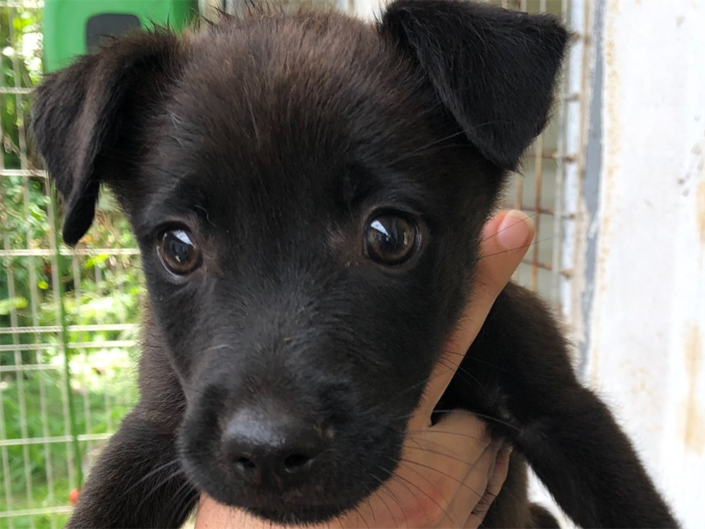 Animal à l'adoption