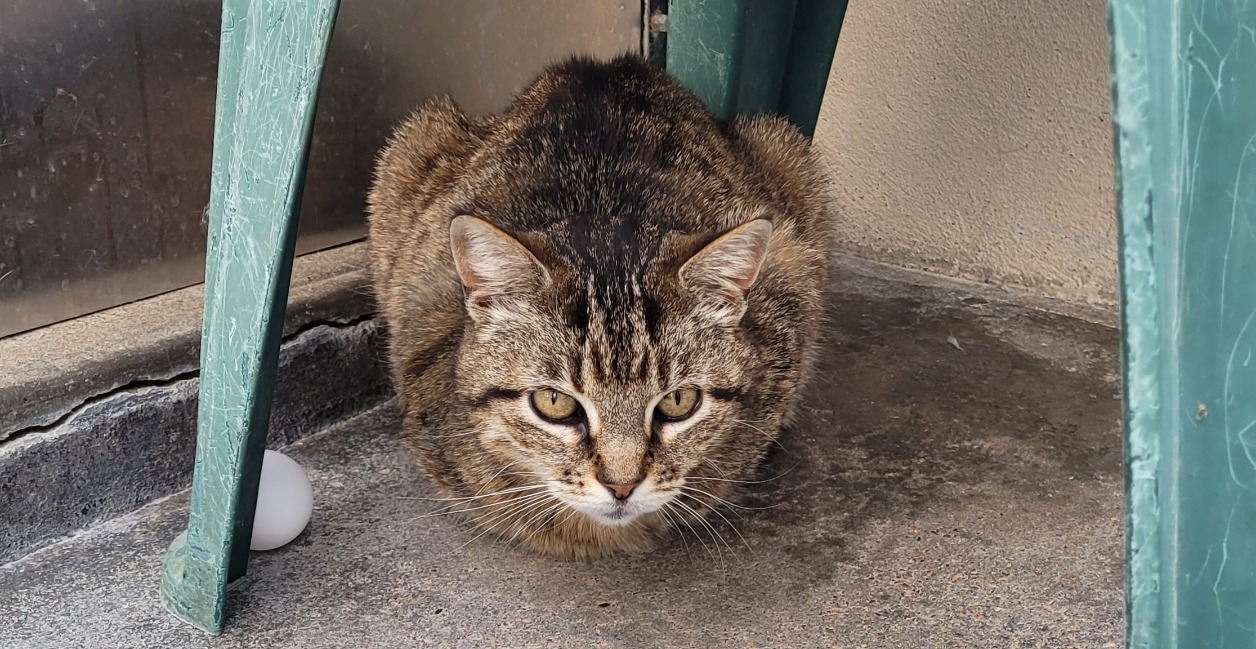 Photo de Boulette