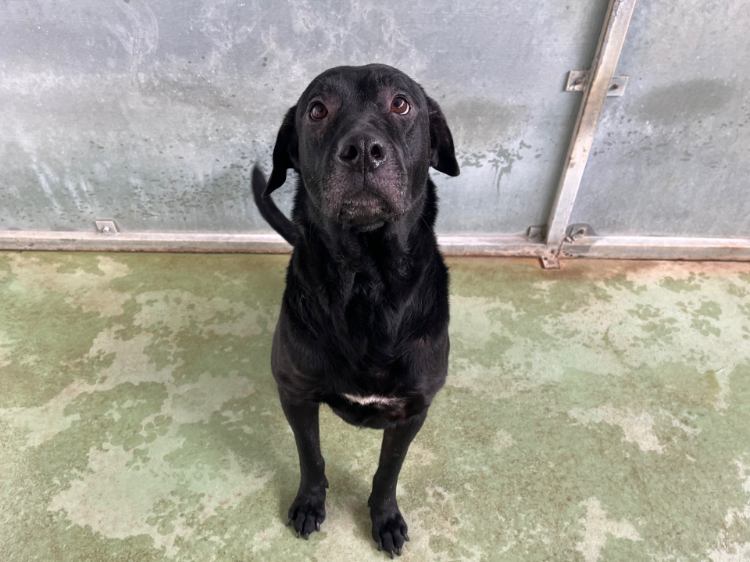 Animal à l'adoption