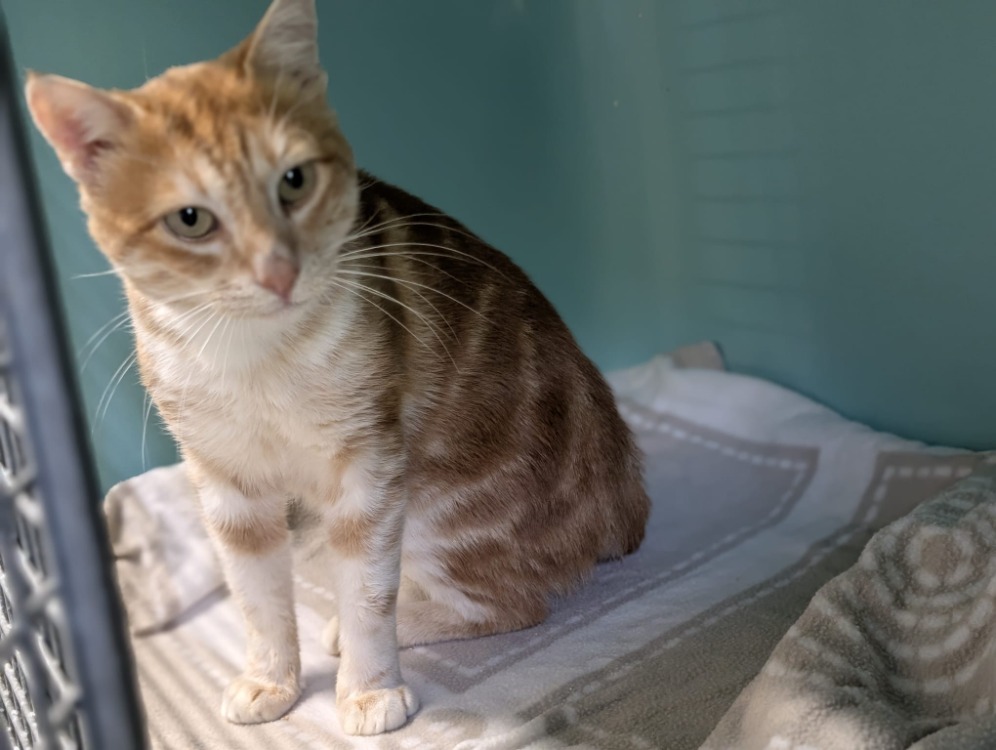Animal à l'adoption