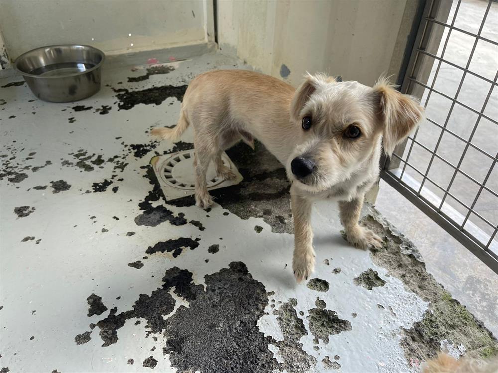 Animal à l'adoption