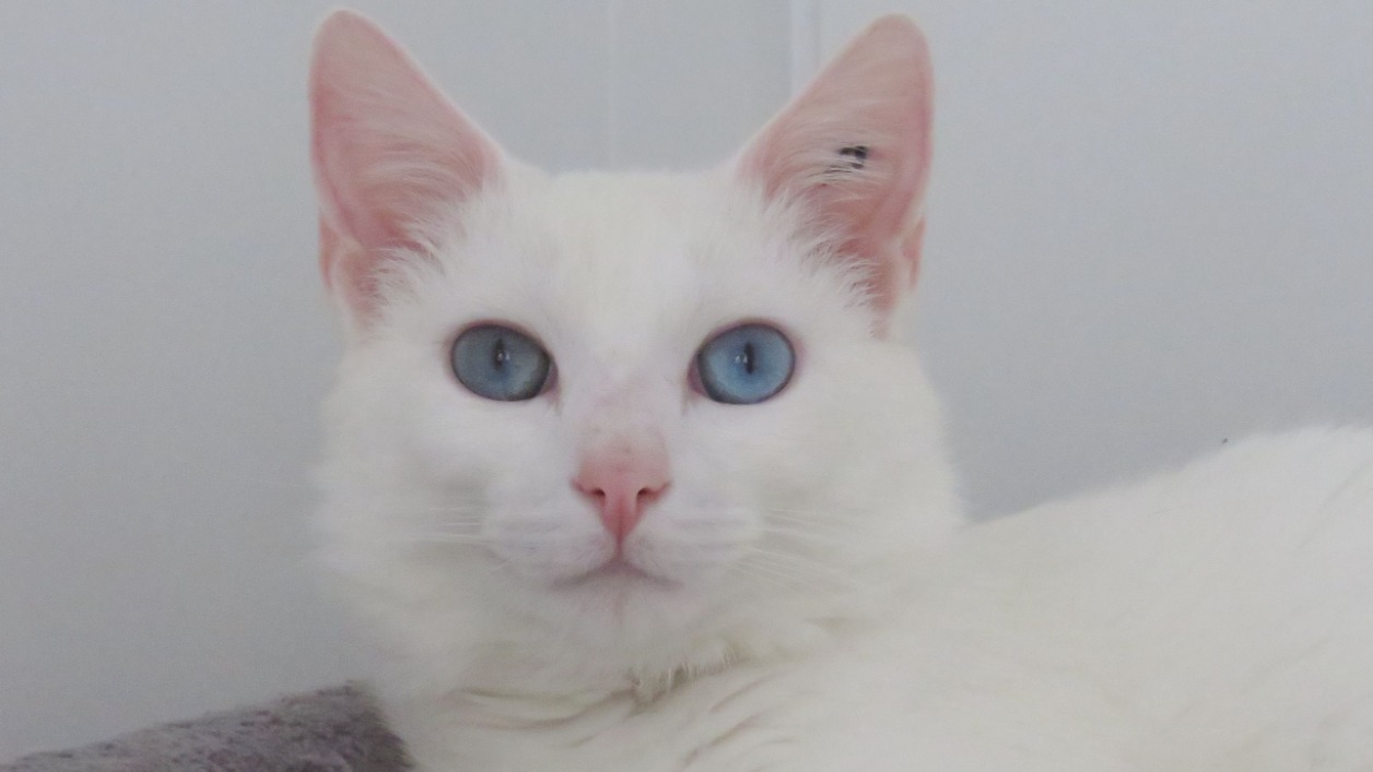 Photo de Bounty