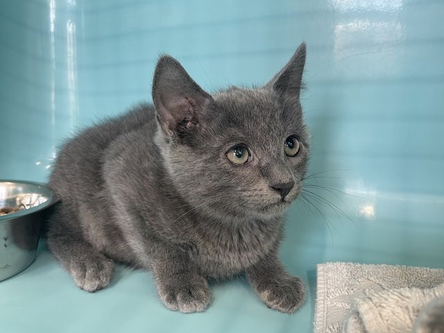 Animal à l'adoption