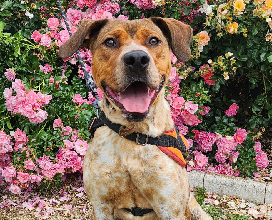 Animal à l'adoption