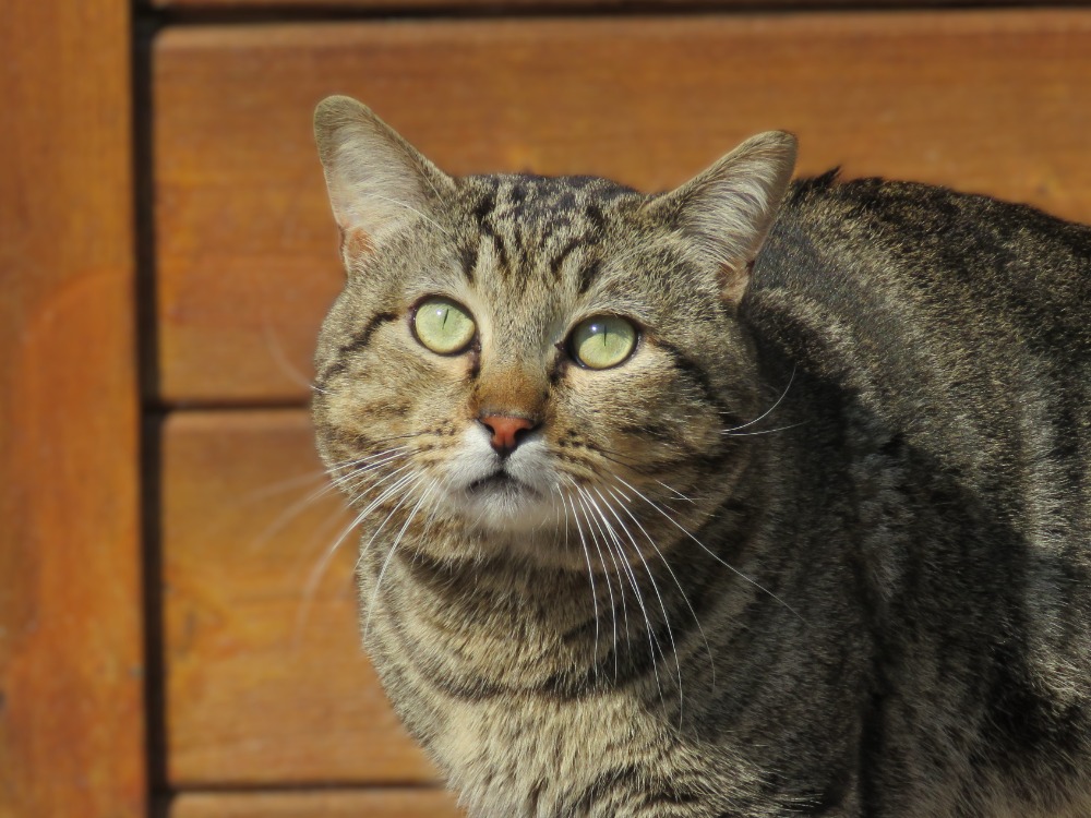 Animal à l'adoption