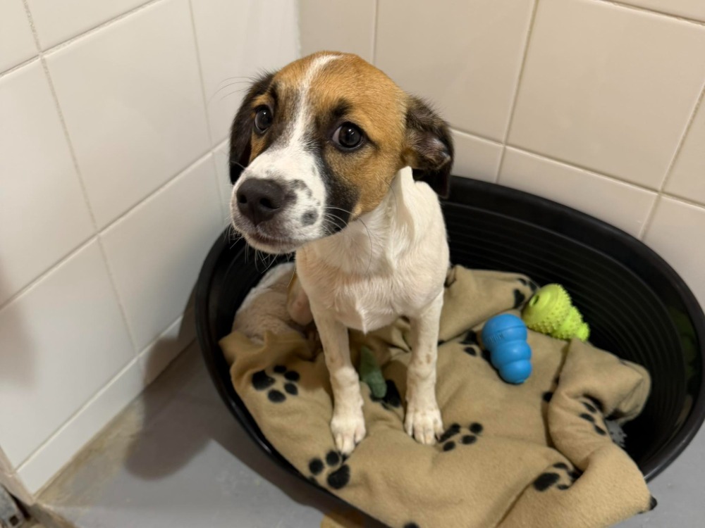Animal à l'adoption