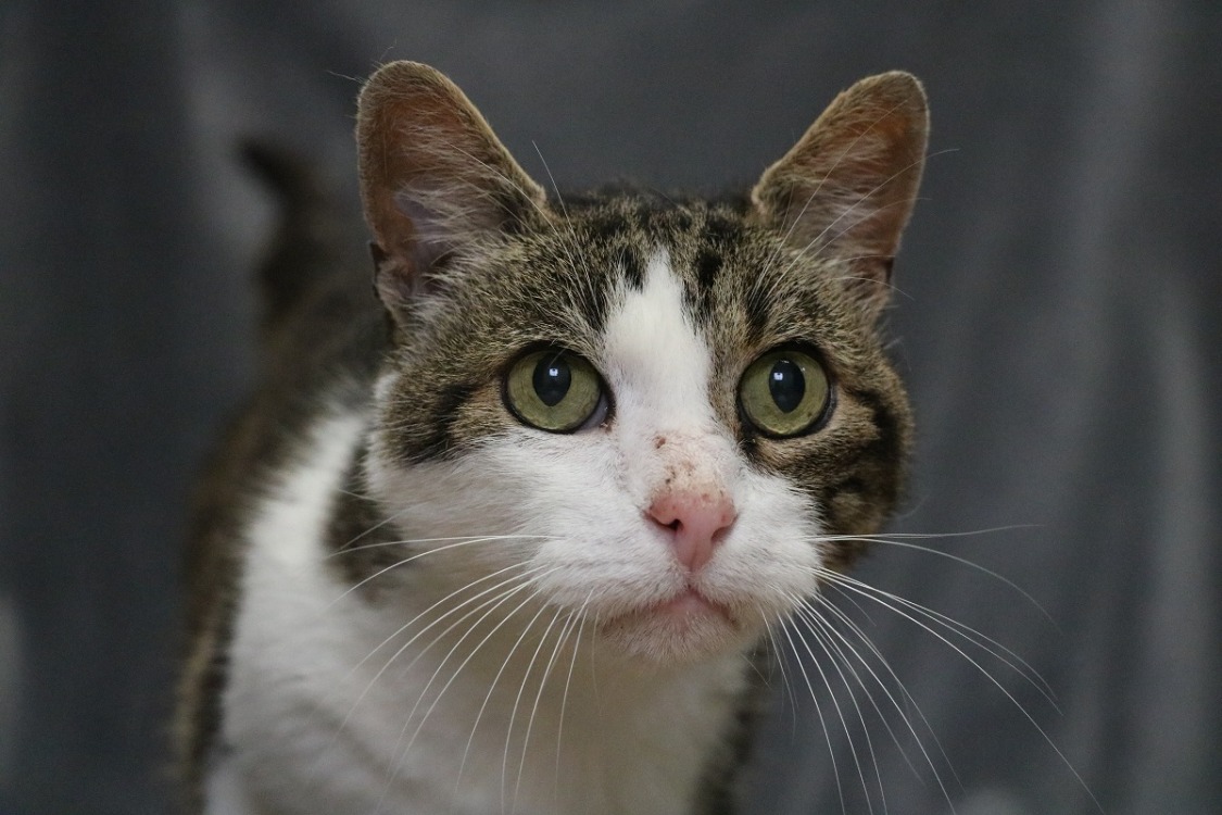 Animal à l'adoption