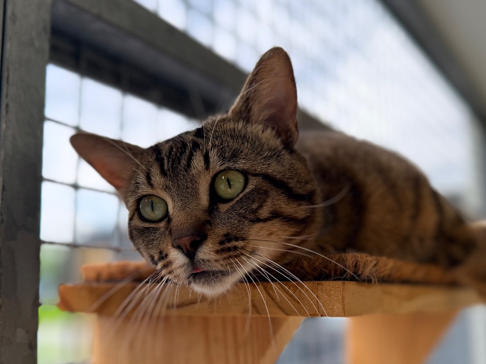 Animal à l'adoption