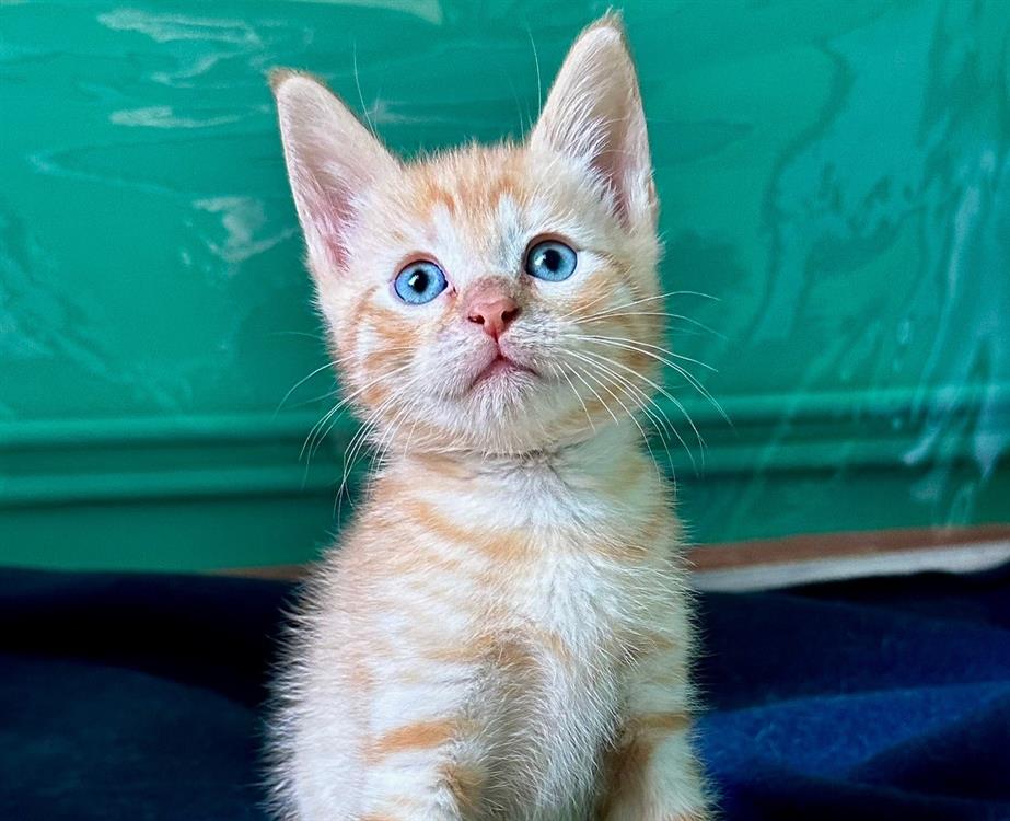 Animal à l'adoption