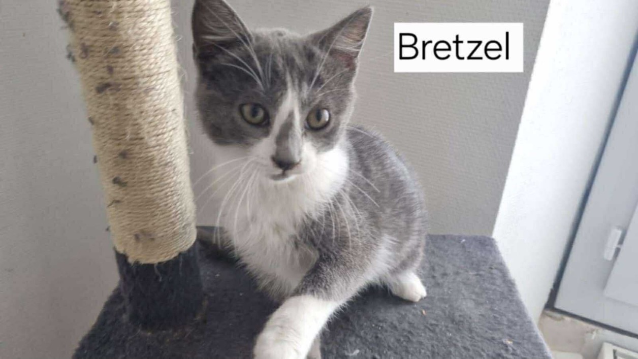 Animal à l'adoption