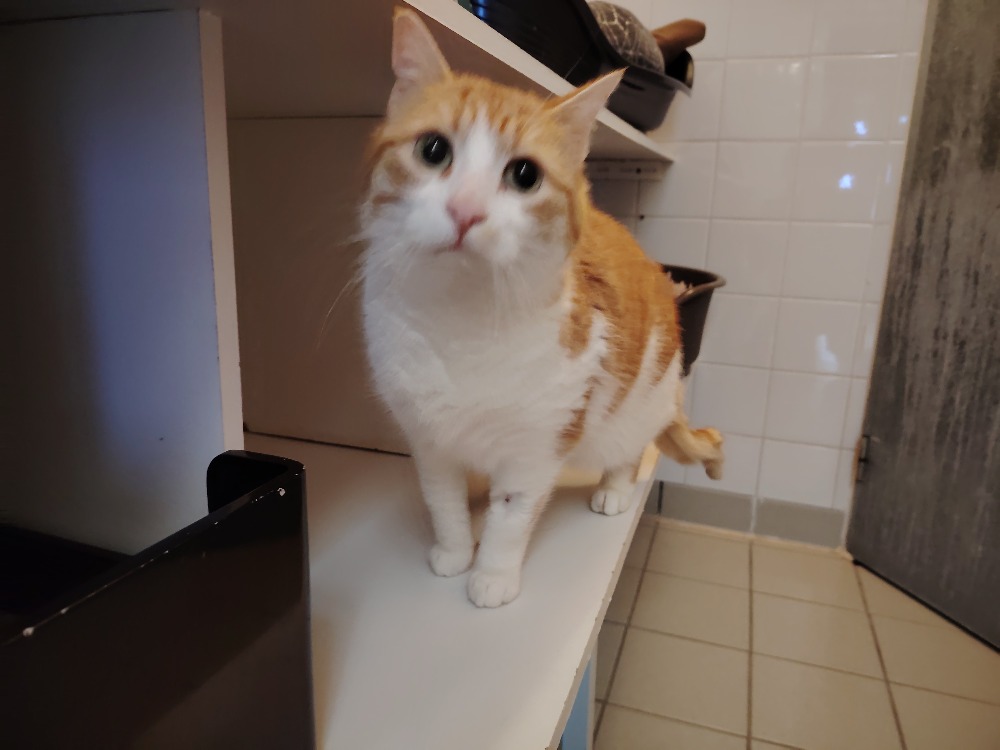 Animal à l'adoption