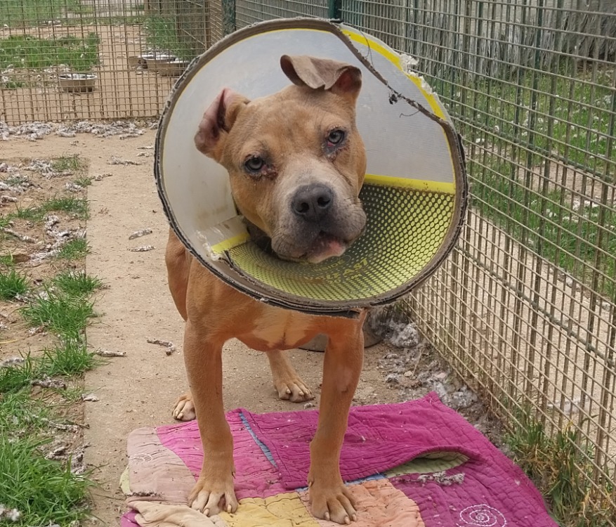 Animal à l'adoption