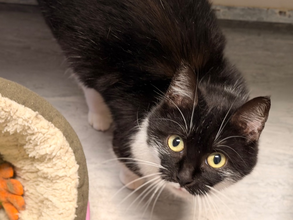 Animal à l'adoption