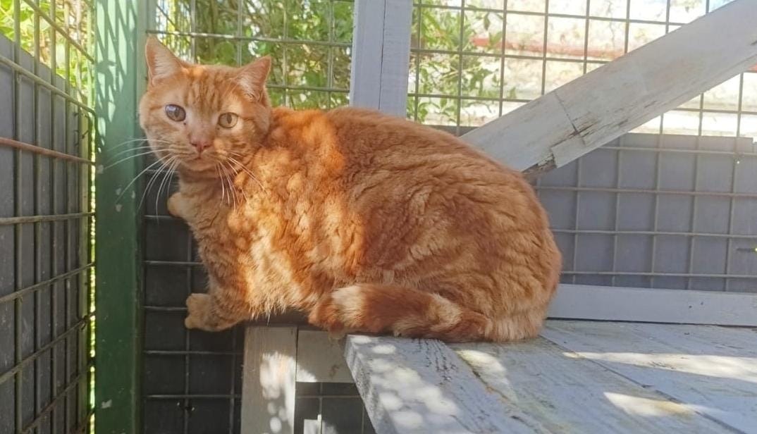 Animal à l'adoption
