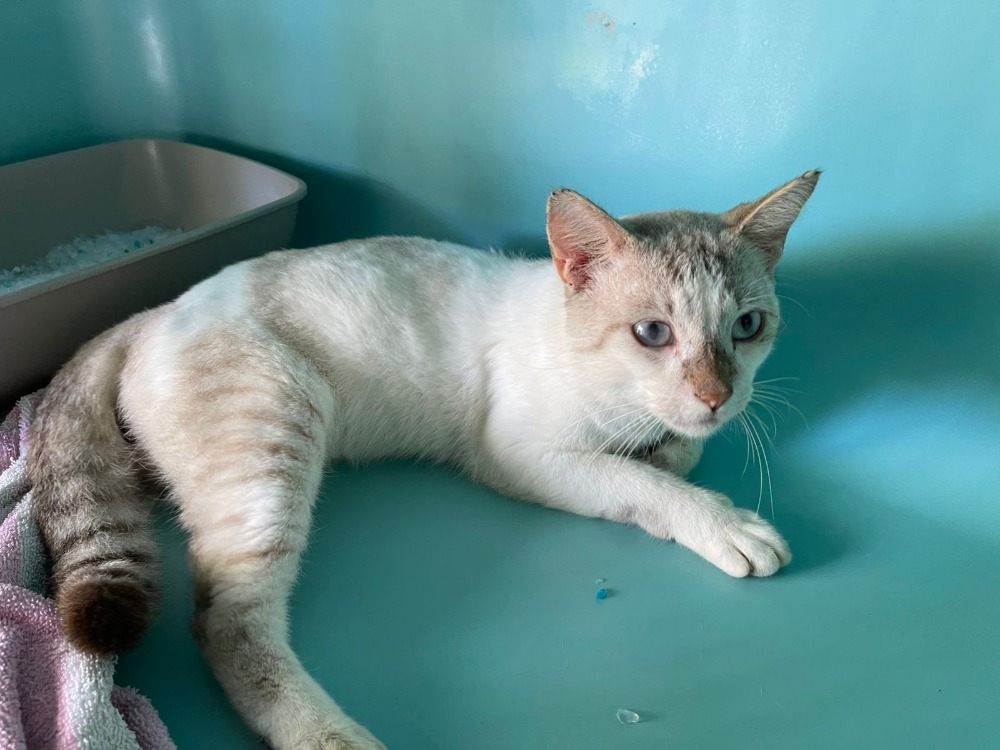 Animal à l'adoption