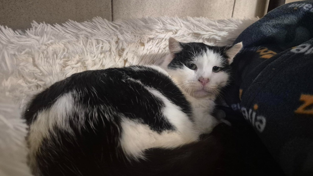 Animal à l'adoption