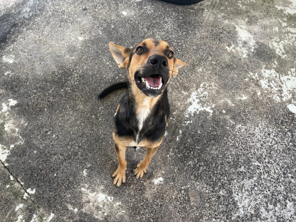 Animal à l'adoption