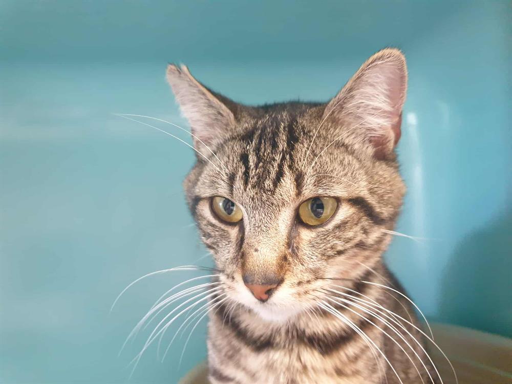 Animal à l'adoption