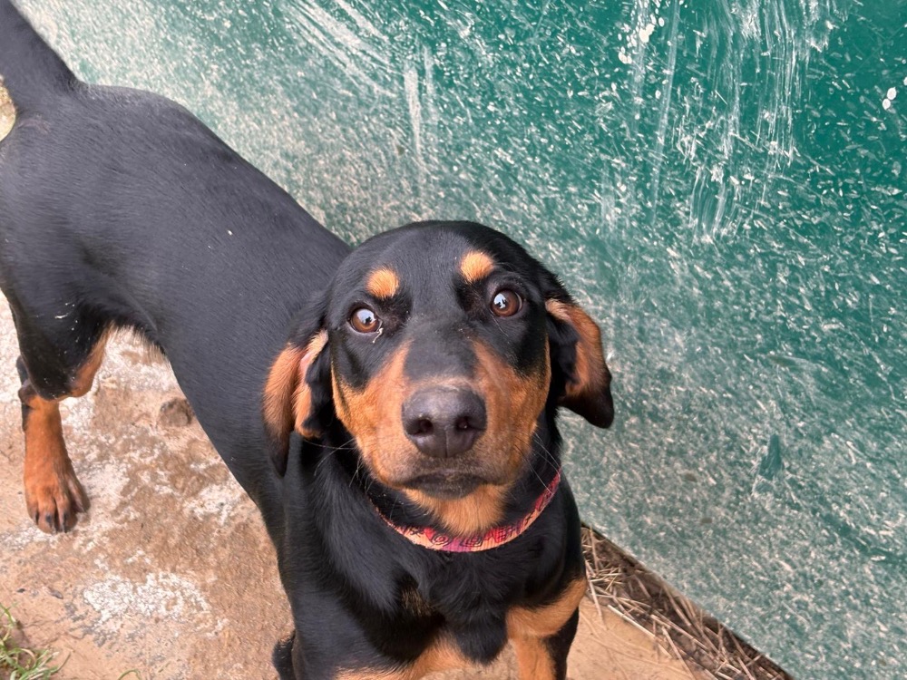 Animal à l'adoption