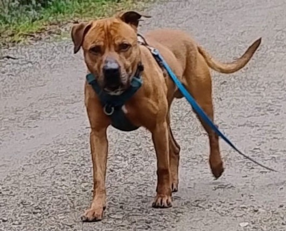 Animal à l'adoption