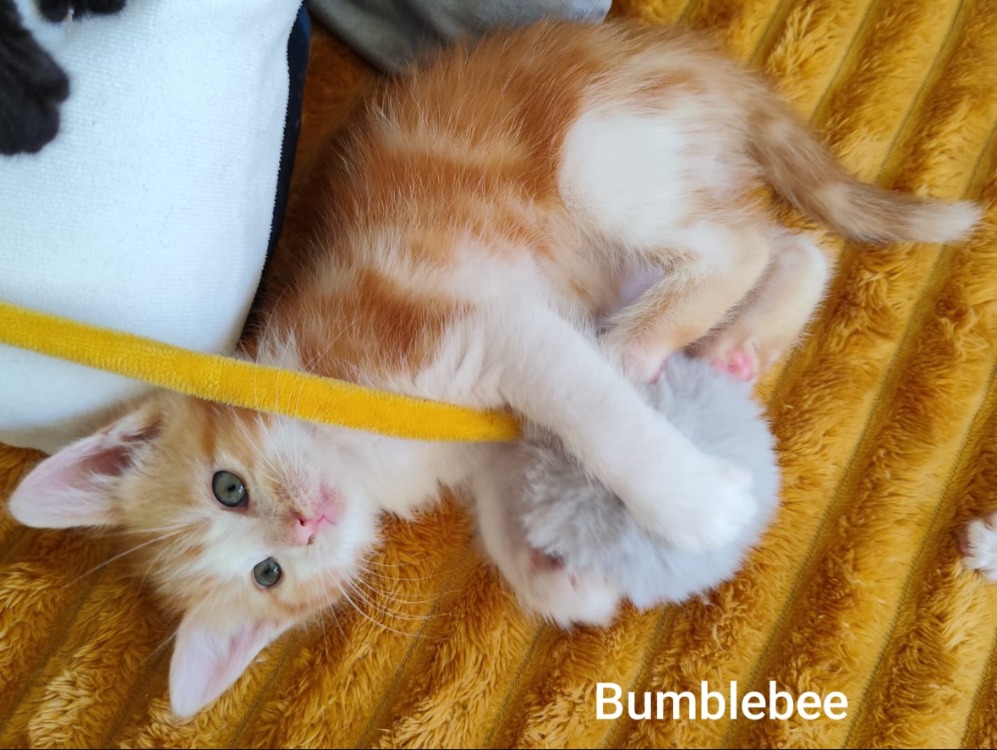 Bumblebee
