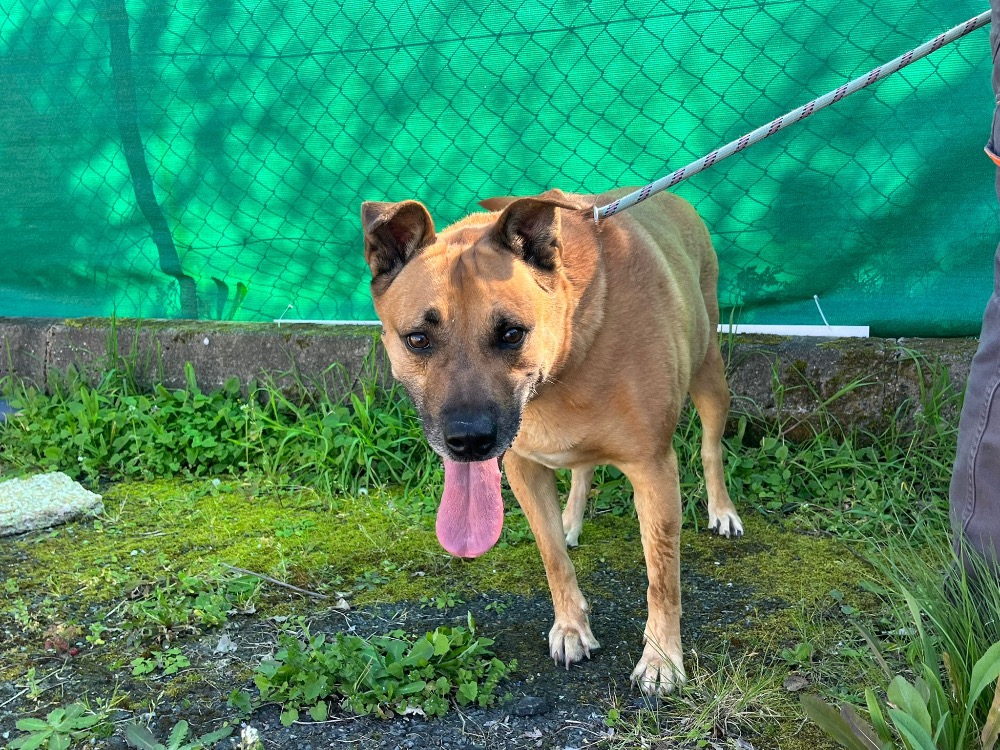 Animal à l'adoption