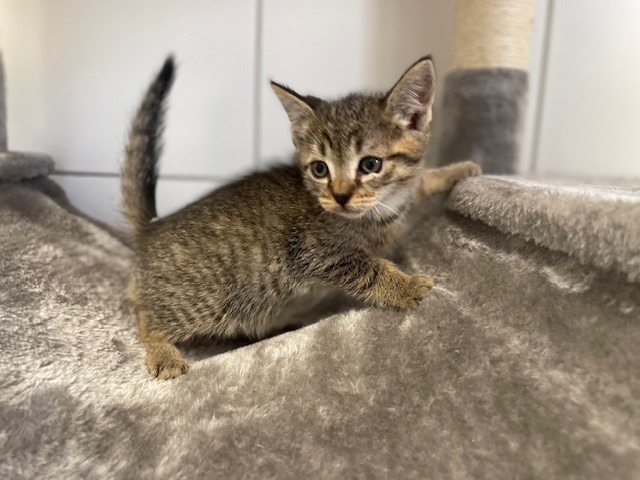 Animal à l'adoption