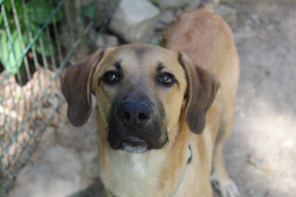 Animal à l'adoption