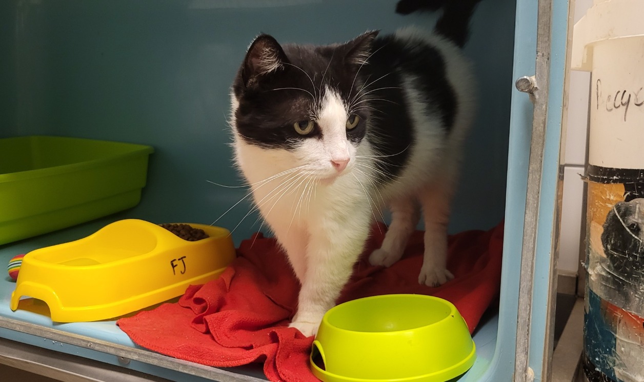 Animal à l'adoption