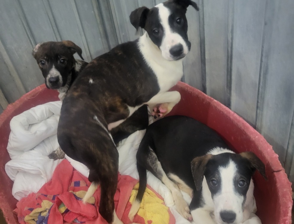 Animal à l'adoption