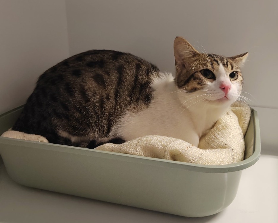 Animal à l'adoption