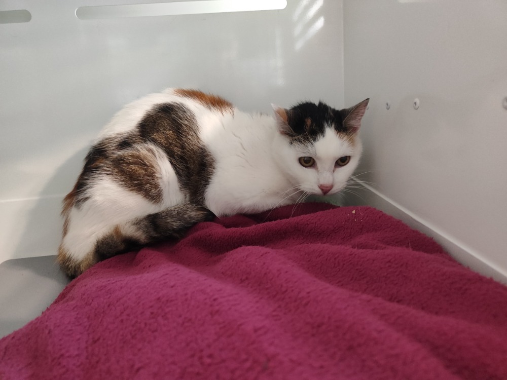 Animal à l'adoption
